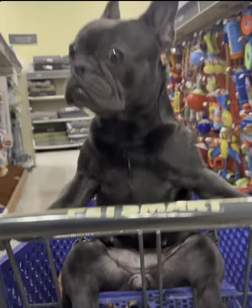 Frenchie visits local PetSmart Store !